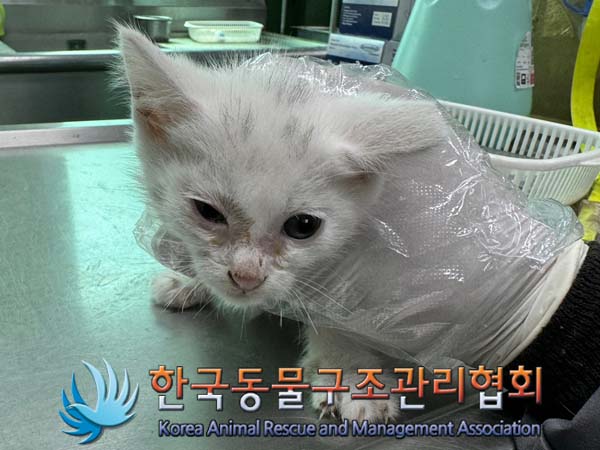 종료(자연사) 믹스…
